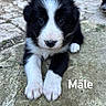 puppy, dog, black_and_white, young, cute, animal, pet, outdoor, stone, paws, fur, lying_down, portrait, looking_at_camera, close_up, adorable, small, canine, nature, young_animal