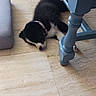 puppy, dog, sleeping, floor, tile_floor, blue_table, table_leg, collar, indoor, pet, resting, black_and_white, young_dog, cute, fur, domestic_animal, home, quiet, calm, relaxation
