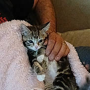 Minnie Cano is registered to the contest to win money with this photo: animal, blanket, cat, comfort, couch, cozy, cute, domestic, fur, furry, hand, indoor, kitten, person, pet, resting, small, snuggling, striped, white_paws
