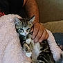 animal, blanket, cat, comfort, couch, cozy, cute, domestic, fur, furry, hand, indoor, kitten, person, pet, resting, small, snuggling, striped, white_paws