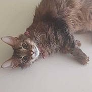 Molly Ann is registered to the contest to win money with this photo: animal, cat, closeup, collar, curious, cute, domestic, ears, feline, fluffy, fur, indoor, looking_at_camera, lying_down, mammal, paw, pet, relaxed, tabby, whiskers