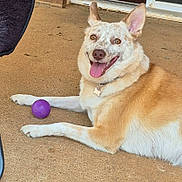 Roxzie joined the competition — help win amazing prizes! dog, pet, canine, lying_down, happy, smiling, tongue_out, speckled_fur, white_fur, tan_fur, large_ears, outdoor, patio, concrete, door, brick, purple_ball, dog_tag, playful, portrait