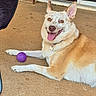 dog, pet, canine, lying_down, happy, smiling, tongue_out, speckled_fur, white_fur, tan_fur, large_ears, outdoor, patio, concrete, door, brick, purple_ball, dog_tag, playful, portrait