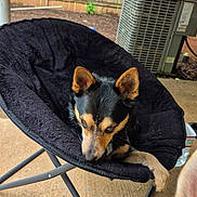 Sugar joined the competition — help win amazing prizes! dog, black_and_tan_dog, second_dog, pet, canine, sitting, lounging, chair, plush_bed, outdoor, patio, backyard, garden, brick_wall, air_conditioner, black_fur, tan_markings, pointed_ears, relaxed, portrait