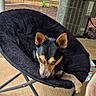 dog, black_and_tan_dog, second_dog, pet, canine, sitting, lounging, chair, plush_bed, outdoor, patio, backyard, garden, brick_wall, air_conditioner, black_fur, tan_markings, pointed_ears, relaxed, portrait