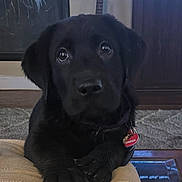 Omega joined the competition — help win amazing prizes! black_dog, puppy, pet, indoor, living_room, cushion, paws, close_up, curious, furniture, guitar, carpet, animal, cute, collar, tag, home, domestic_animal, young_dog, resting