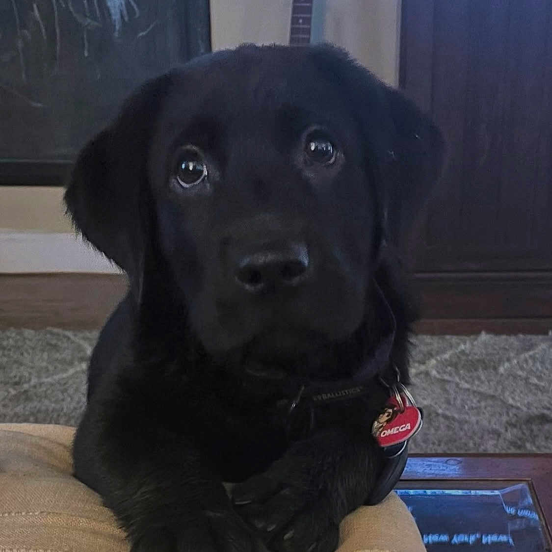 Omega joined the competition — help win amazing prizes! animal, black_dog, carpet, close_up, collar, curious, cushion, cute, domestic_animal, furniture, guitar, home, indoor, living_room, paws, pet, puppy, resting, tag, young_dog