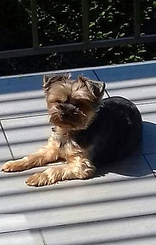 Jessy a rejoint le concours — aidez-le/la à gagner de superbes lots ! carnivore, comfort, companion_dog, dog, dog_breed, dog_supply, fawn, felidae, fur, liver, paw, pet_supply, puppy, sitting, small_terrier, small_to_medium_sized_cats, terrier, toy_dog, window, working_animal