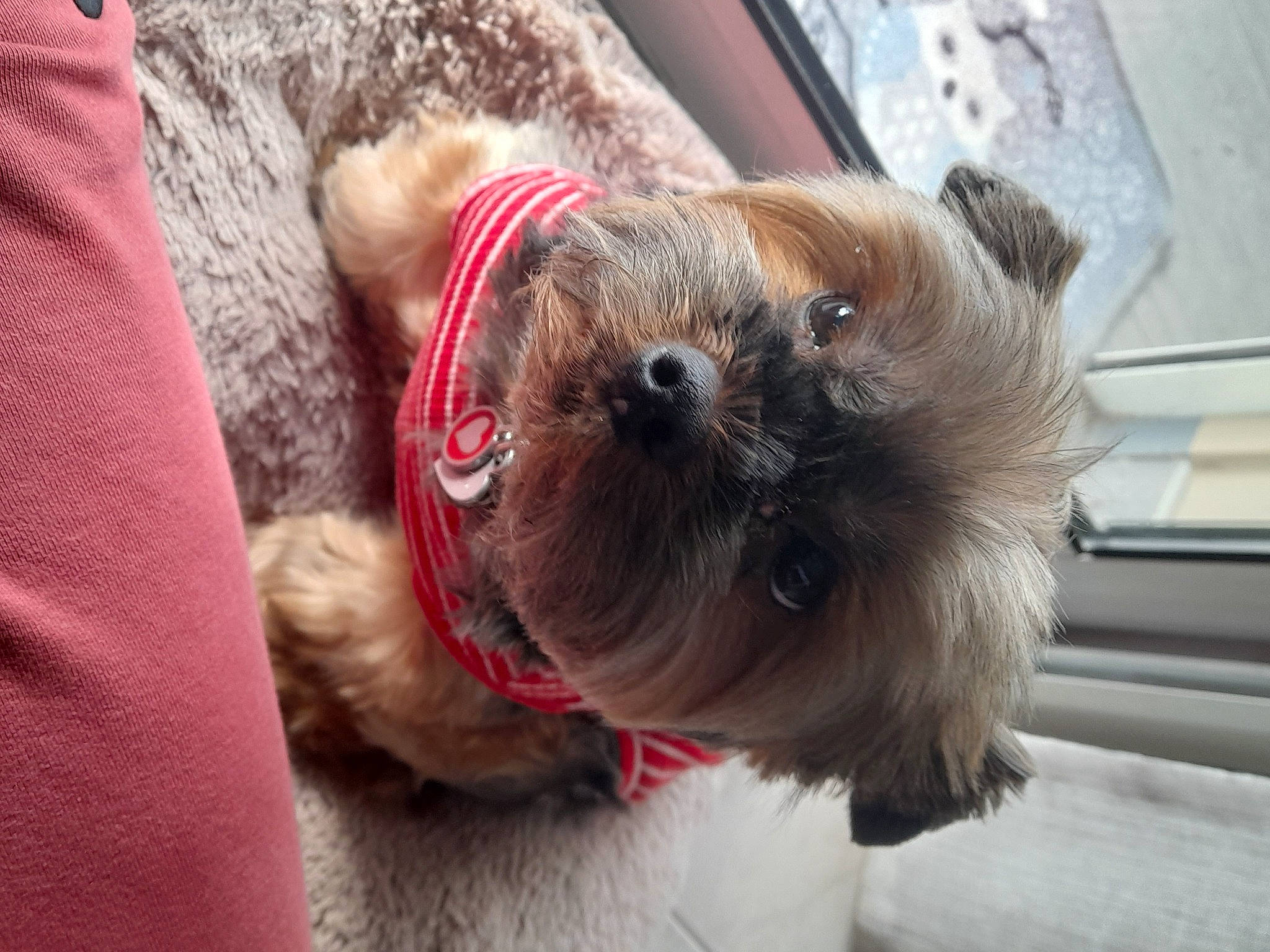 Jessy a rejoint le concours — aidez-le/la à gagner de superbes lots ! canidae, carnivore, collar, companion_dog, dog, dog_breed, dog_clothes, dog_collar, dog_supply, fawn, fur, leash, pet_supply, small_terrier, snout, sporting_group, terrier, toy_dog, working_animal, working_terrier