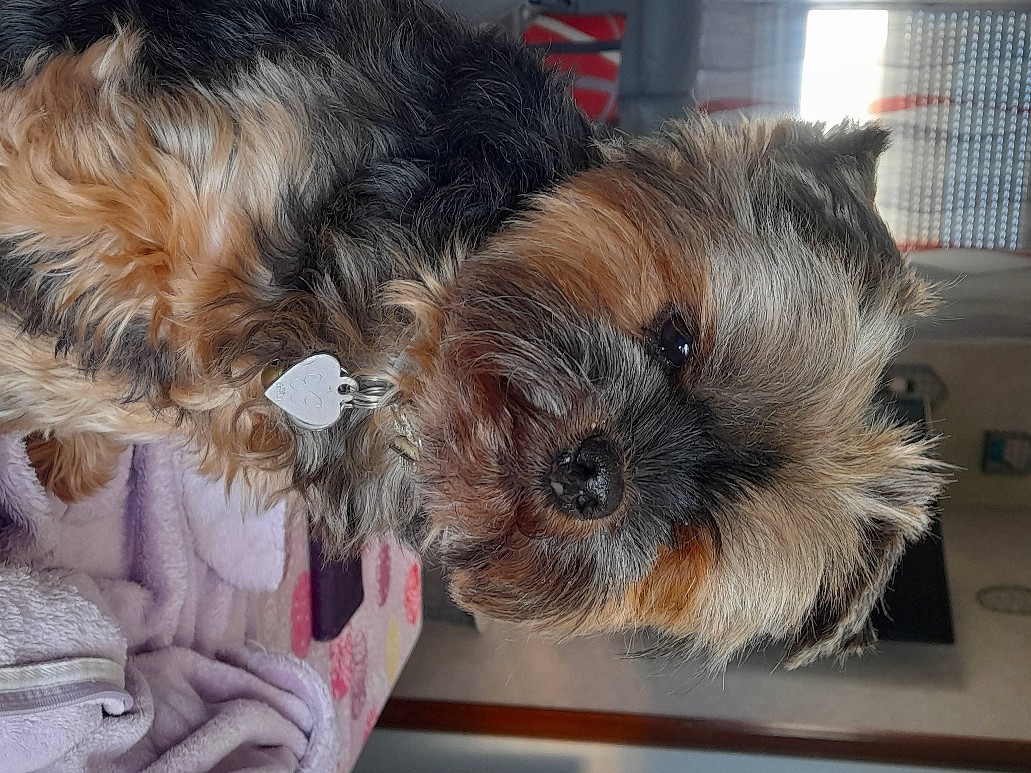 Jessy a rejoint le concours — aidez-le/la à gagner de superbes lots ! canidae, carnivore, companion_dog, dog_breed, fawn, felidae, fur, guinea_pig, mammal, radio, rodent, small_terrier, snout, sporting_group, terrestrial_animal, terrier, toy, toy_dog, vertebrate, whiskers