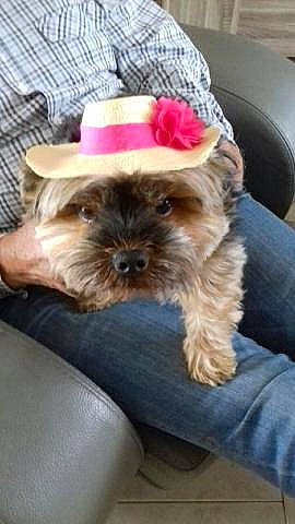 Jessy a rejoint le concours — aidez-le/la à gagner de superbes lots ! canidae, carnivore, companion_dog, dog, dog_breed, dog_supply, fashion_accessory, fawn, felidae, fur, hat, liver, mammal, shih_tzu, small_terrier, snout, sporting_group, terrier, toy_dog, working_animal