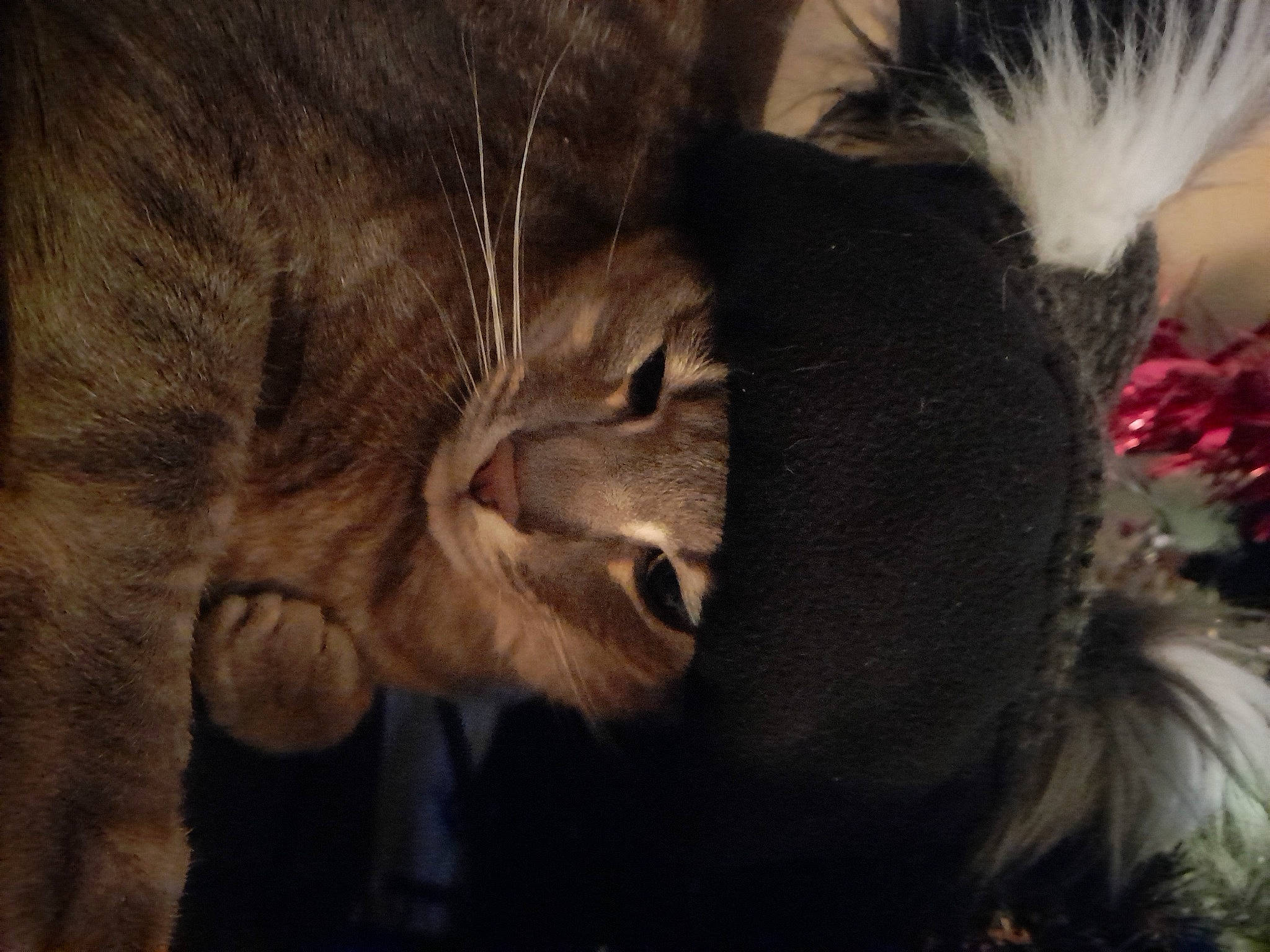 Oscar participe au concours pour gagner de l'argent avec cette photo : beard, canidae, carnivore, cat, claw, domestic_short_haired_cat, ear, fawn, felidae, fur, gesture, happy, paw, small_to_medium_sized_cats, snout, tail, terrestrial_animal, whiskers, wildlife, wrinkle