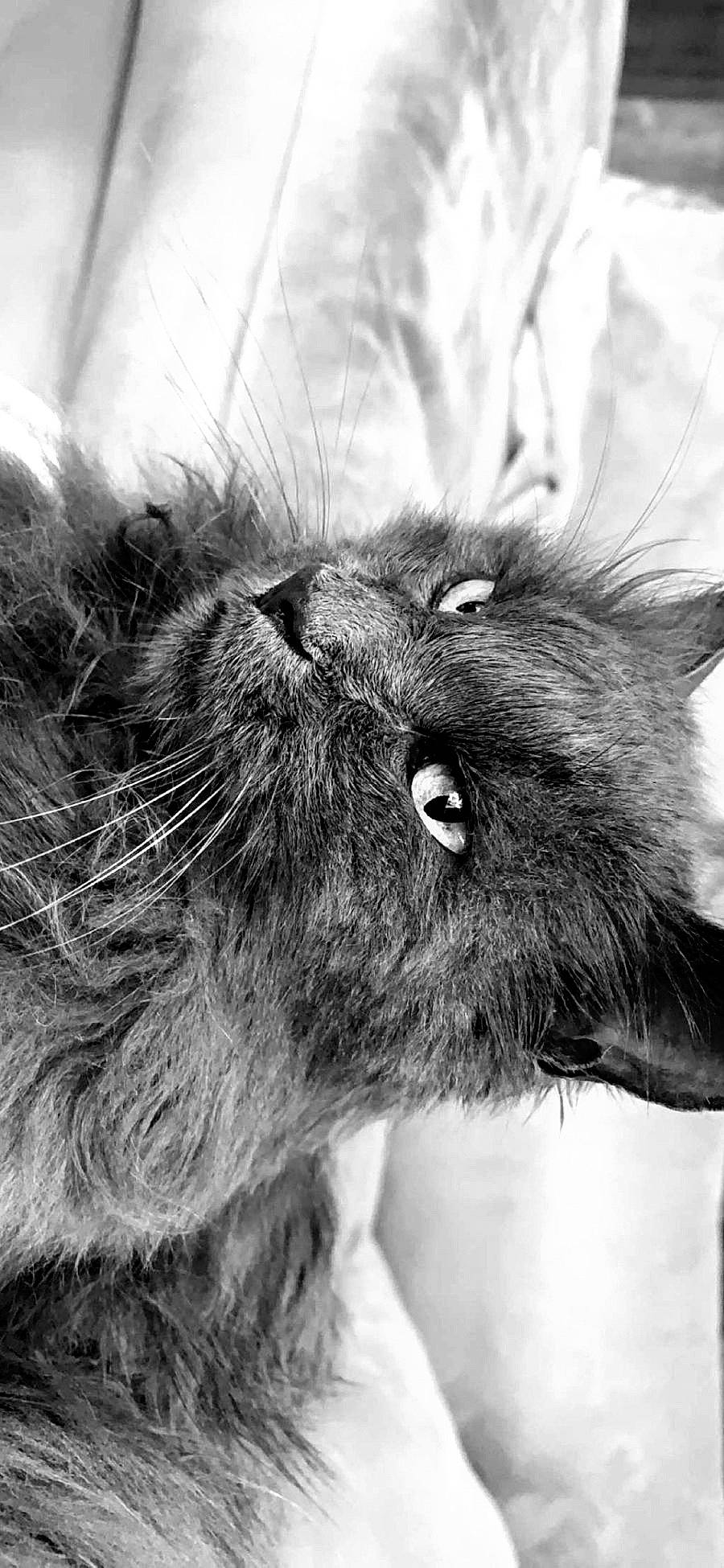 Sushi participe au concours pour gagner de l'argent avec cette photo : black_cat, carnivore, cat, dog_breed, ear, eye, felidae, grey, hair, head, human_body, iris, mammal, monochrome, monochrome_photography, small_to_medium_sized_cats, snout, style, vertebrate, whiskers