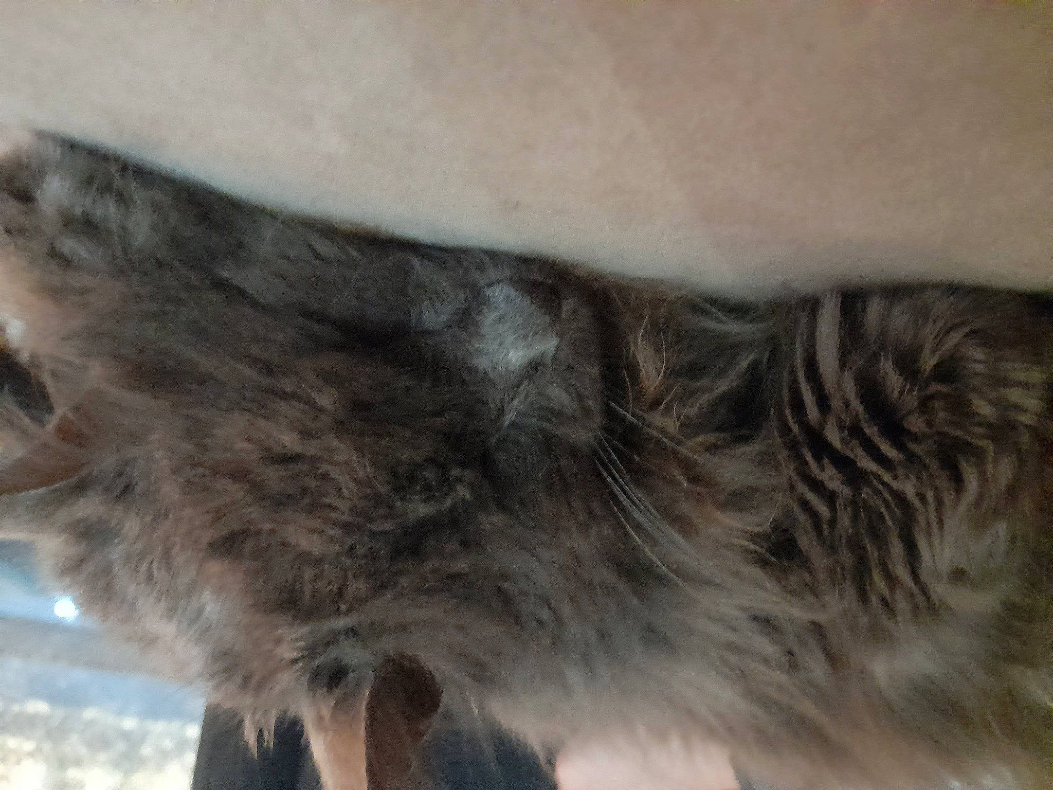 Sushi a rejoint le concours — aidez-le/la à gagner de superbes lots ! beak, canidae, claw, dog_breed, eyelash, feather, felidae, fur, grey, paw, small_to_medium_sized_cats, snout, sporting_group, tail, whiskers, wildlife, wing, working_animal