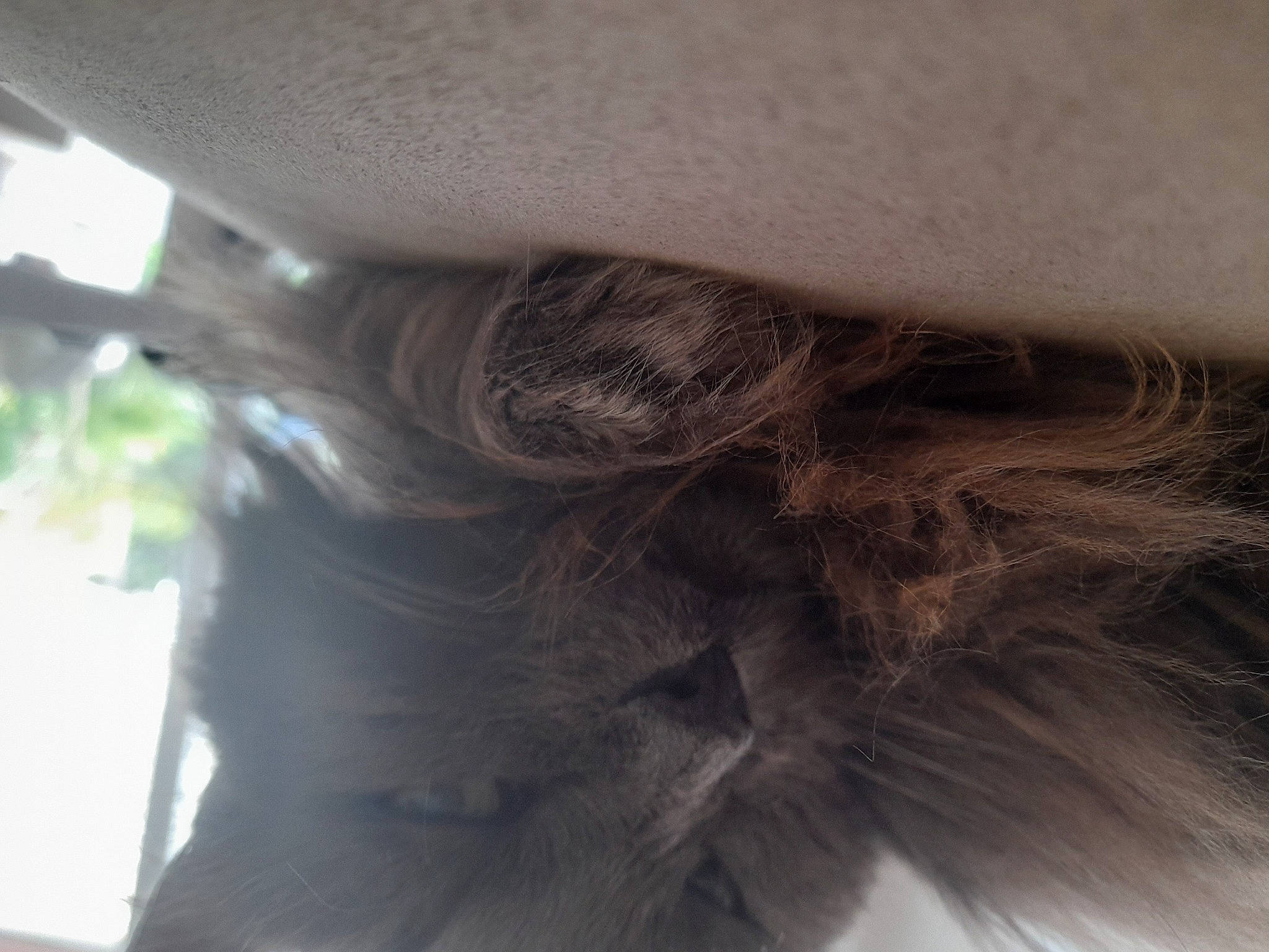 Sushi participe au concours pour gagner de l'argent avec cette photo : beard, brown_hair, chest, eyelash, facial_hair, fashion_accessory, fawn, feather, felidae, fur, grey, hair_coloring, human_leg, liver, small_to_medium_sized_cats, tail, tints_and_shades, waist, whiskers, wood