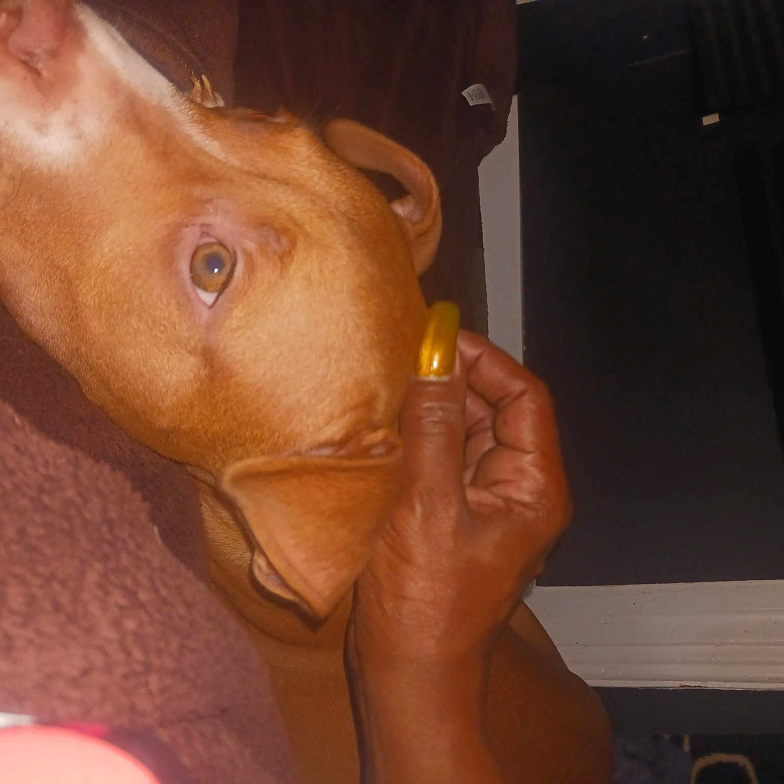 Mista is registered to the contest to win money with this photo: canidae, chest, dog, dog_breed, ear, eyelash, facial_hair, fawn, finger, gesture, jaw, liver, nail, selfie, snout, sporting_group, throat, thumb, trunk, wrinkle