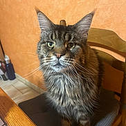 Lancelot participe au concours pour gagner de l'argent avec cette photo : cat, maine_coon, feline, indoor, chair, wooden_chair, cushion, fur, whiskers, pet, domestic_animal, sitting, looking, face, ears, table, orange_wall, floor, tile_floor, curious