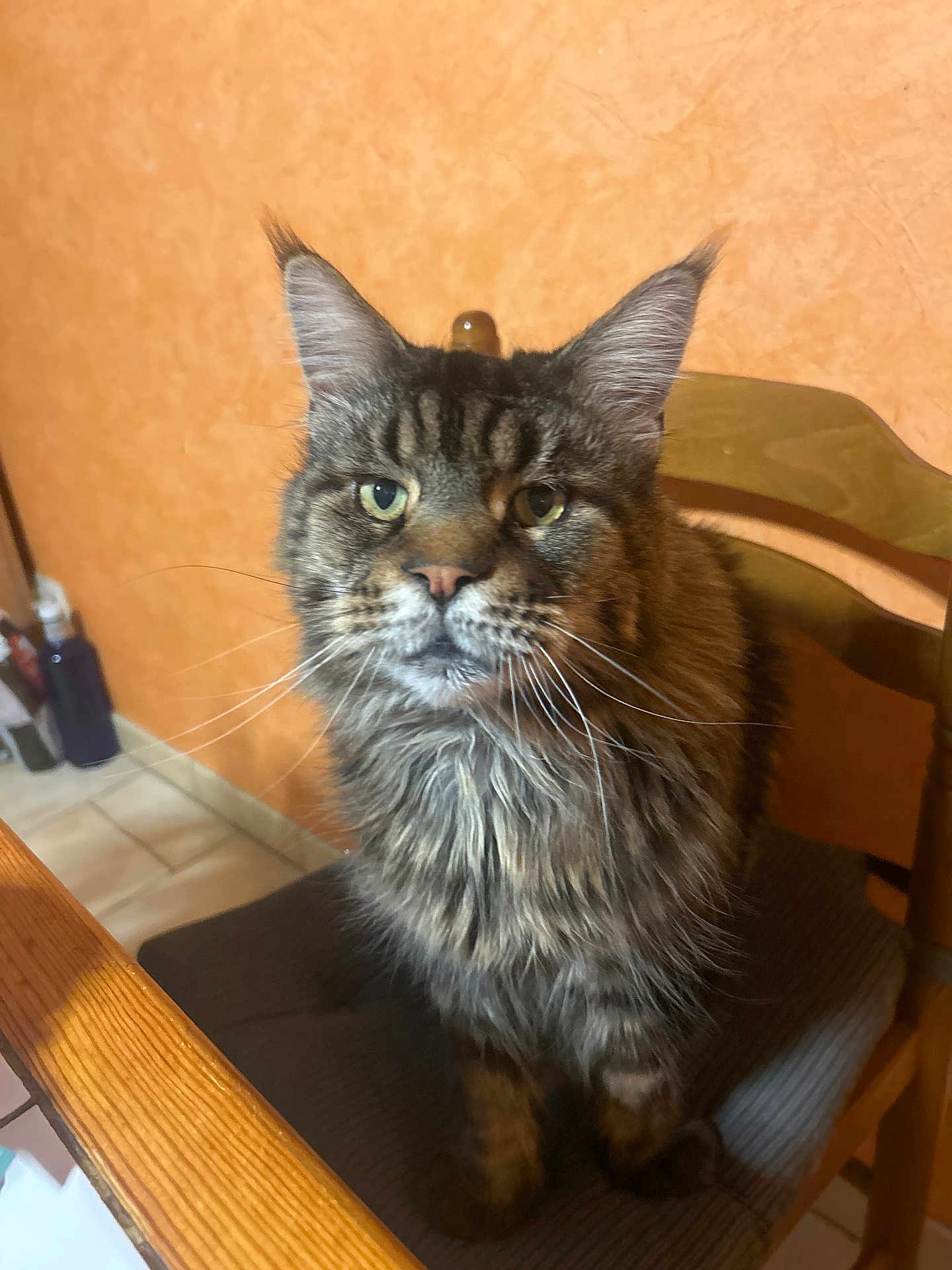 Lancelot participe au concours pour gagner de l'argent avec cette photo : cat, maine_coon, feline, indoor, chair, wooden_chair, cushion, fur, whiskers, pet, domestic_animal, sitting, looking, face, ears, table, orange_wall, floor, tile_floor, curious