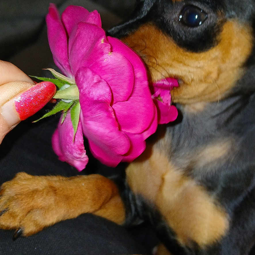 Calypso Reign joined the competition — help win amazing prizes! animal, black_and_tan, close_up, couch, curious, cute, dog, domestic_animal, flower, fur, hand, indoor, nail_polish, paw, pet, pink_rose, puppy, red_nails, rose, sniffing