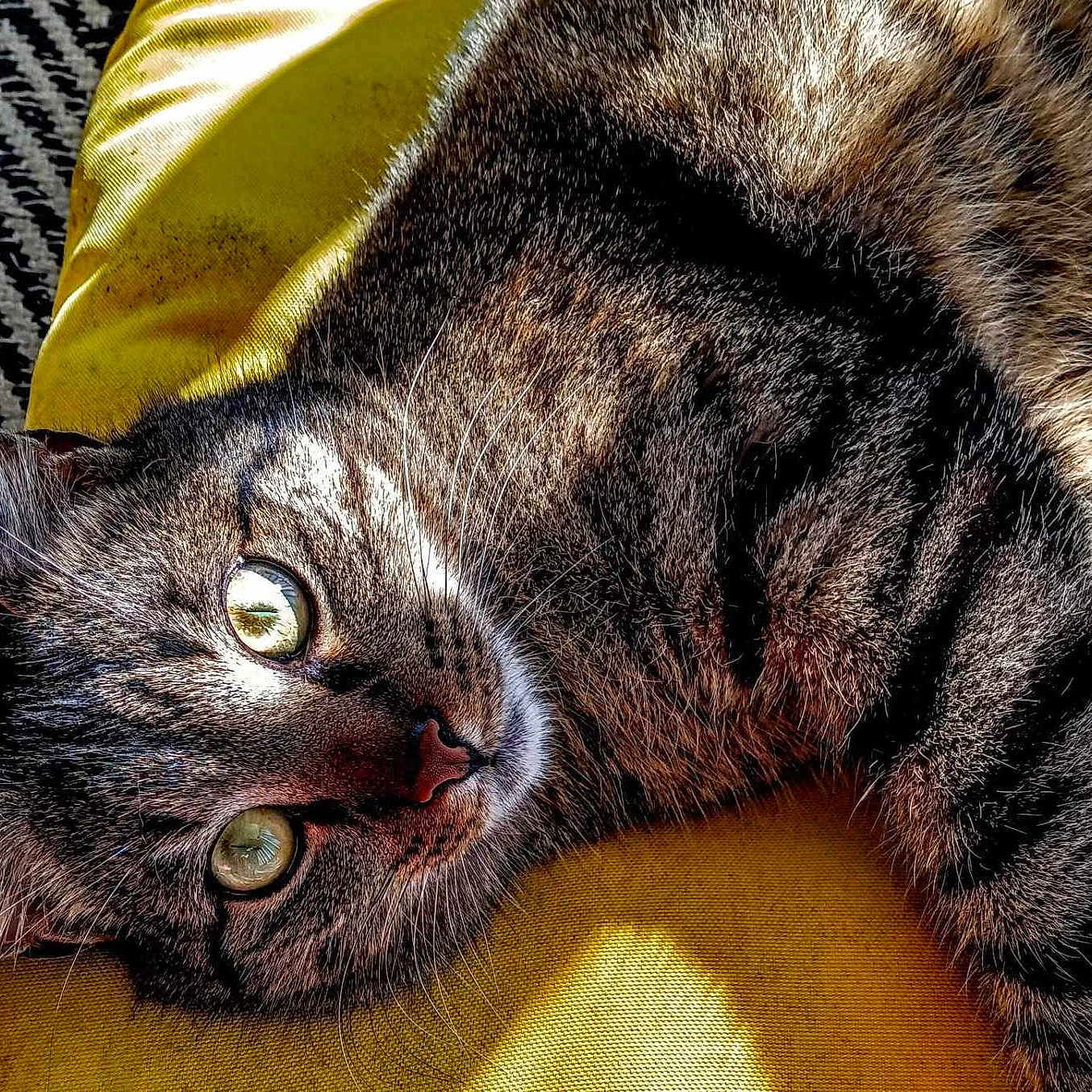 Leo is registered to the contest to win money with this photo: animal, cat, close_up, cozy, cute, domestic_animal, eye_reflection, feline, fur, indoor, laying_down, patterned_rug, pet, portrait, relaxing, soft_texture, sunlight, tabby_cat, whiskers, yellow_cushion