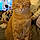 Tigger