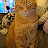 Tigger is registered to the contest to win money with this photo: cat, ginger_cat, pet, indoor, christmas_tree, holiday_lights, television, blanket, sofa, cozy, relaxed, feline, whiskers, tail, sitting, domestic_animal, home, furniture, warm_lighting, cute