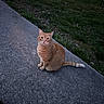 Tigger is registered to the contest to win money with this photo: cat, orange_tabby, sitting, sidewalk, concrete, grass, outdoor, animal, pet, curious, feline, tail, nature, daylight, eyes, ears, whiskers, ground, quiet, alone