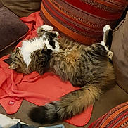 Anouka participe au concours pour gagner de l'argent avec cette photo : animal, blanket, cat, comfort, couch, cozy, feline, fluffy, fur, home, indoor, living_room, pet, pillow, relaxing, resting, sleeping, striped_pillow, tabby, tail