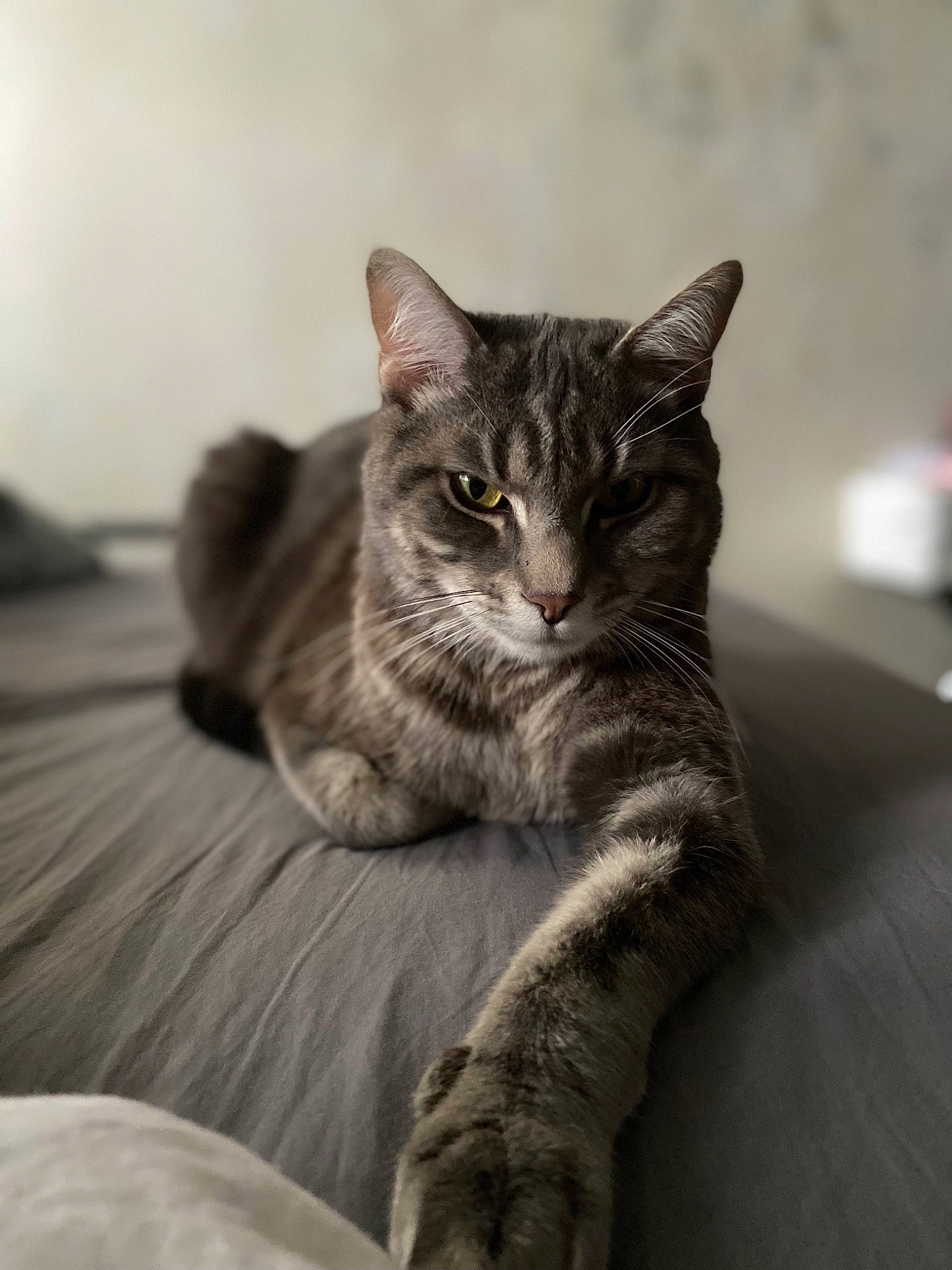 Bidou a rejoint le concours — aidez-le/la à gagner de superbes lots ! carnivore, cat, claw, comfort, domestic_short_haired_cat, felidae, fur, grey, monochrome, monochrome_photography, paw, sitting, small_to_medium_sized_cats, snout, tail, terrestrial_animal, whiskers, window