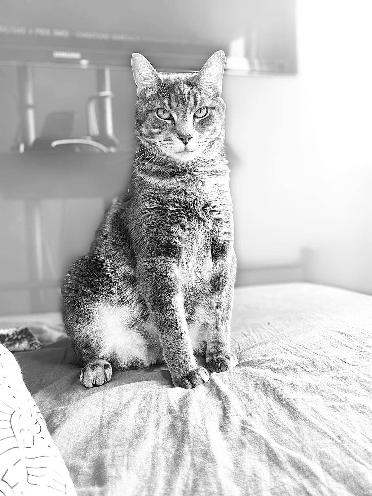 Bidou participe au concours pour gagner de l'argent avec cette photo : black_and_white, carnivore, cat, comfort, domestic_short_haired_cat, eye, felidae, fur, grey, monochrome, monochrome_photography, paw, small_to_medium_sized_cats, snout, stock_photography, style, tail, tree, whiskers, wildlife