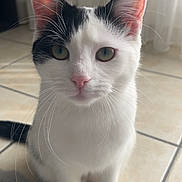 Bébé participe au concours pour gagner de l'argent avec cette photo : cat, black_and_white, sitting, indoor, tile_floor, curious, whiskers, ears, pink_nose, pet, fur, animal, cute, domestic, looking, close_up, soft_rug, floor, portrait, feline