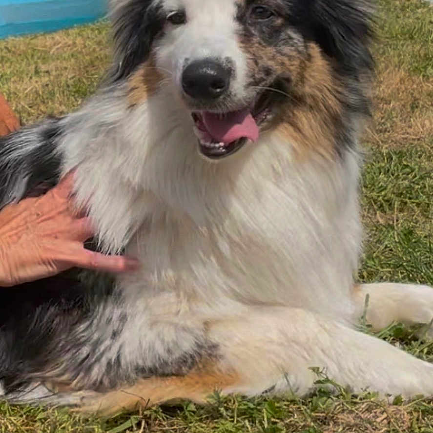 Dobby participe au concours pour gagner de l'argent avec cette photo : animal, canine, dog, domestic_animal, ears, friendly, fur, garden, grass, hand, happy, mammal, nature, outdoor, pet, playing, relaxed, summer, sunlight, tongue_out