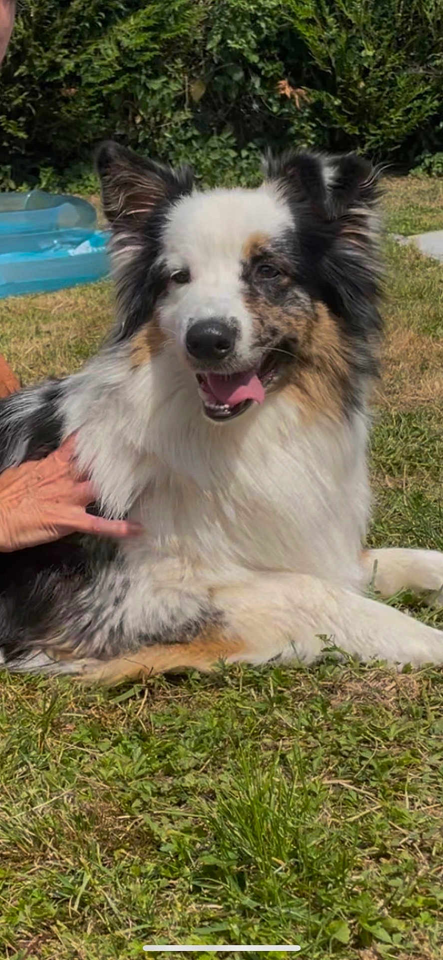 Dobby participe au concours pour gagner de l'argent avec cette photo : animal, canine, dog, domestic_animal, ears, friendly, fur, garden, grass, hand, happy, mammal, nature, outdoor, pet, playing, relaxed, summer, sunlight, tongue_out