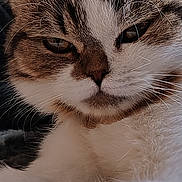 Freya a rejoint le concours — aidez-le/la à gagner de superbes lots ! cat, tabby, white_fur, close_up, whiskers, pet, sleepy, fur, animal, cute, face, relaxed, domestic_cat, mammal, indoor, portrait, feline, soft_texture, lying_down, resting