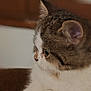 Freya a rejoint le concours — aidez-le/la à gagner de superbes lots ! cat, feline, pet, indoor, fur, profile, animal, whiskers, cute, domestic, mammal, ears, soft, closeup, side_view, cozy, curious, resting, brown, white