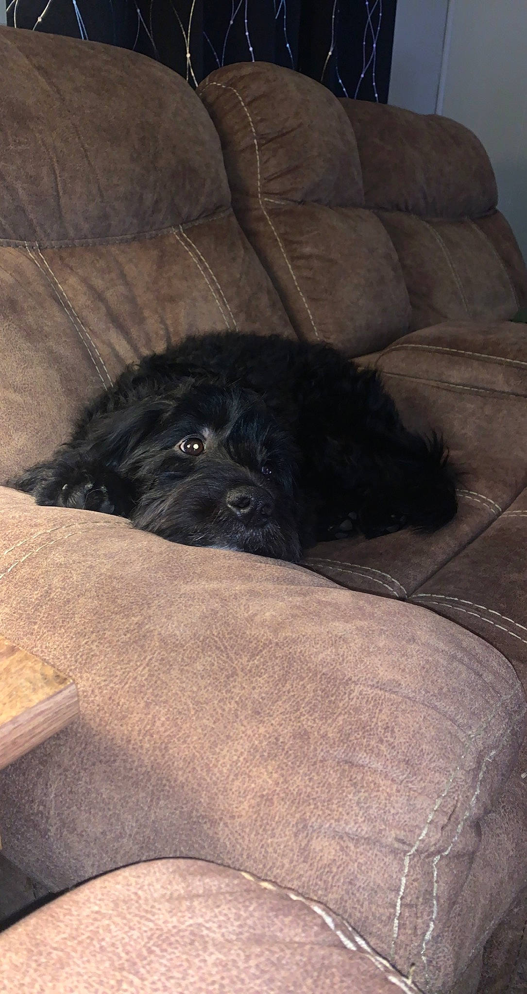 Ellie is registered to the contest to win money with this photo: automotive_tire, black_cat, carnivore, comfort, companion_dog, dog, dog_breed, fawn, felidae, fur, grey, liver, small_to_medium_sized_cats, snout, sporting_group, terrestrial_animal, toy_dog, whiskers, working_animal, wrinkle