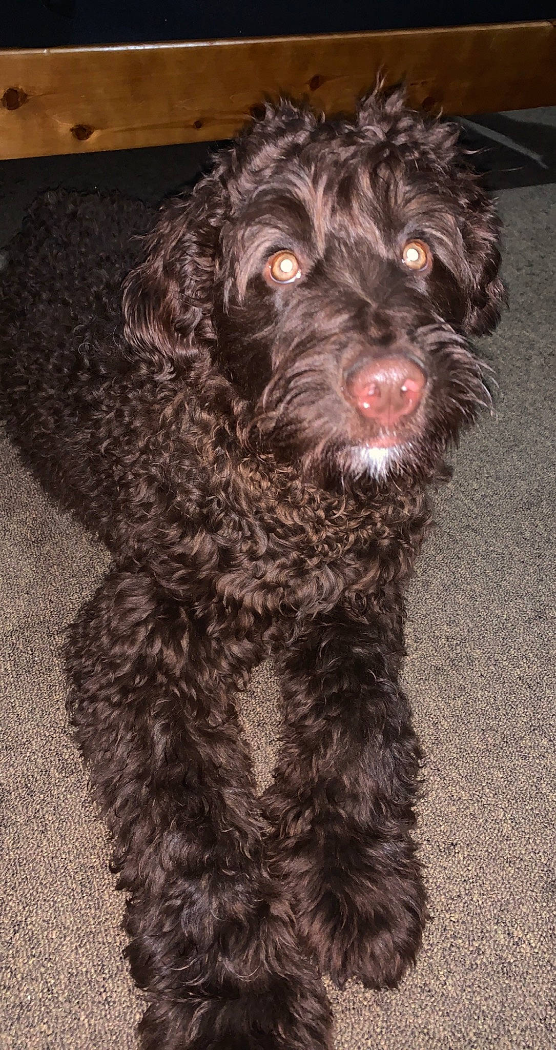 Iris joined the competition — help win amazing prizes! canidae, carnivore, companion_dog, dog, dog_breed, dog_collar, fur, goldendoodle, labradoodle, liver, poodle, portuguese_water_dog, snout, spaniel, sporting_group, terrestrial_animal, terrier, toy_dog, water_dog, working_animal