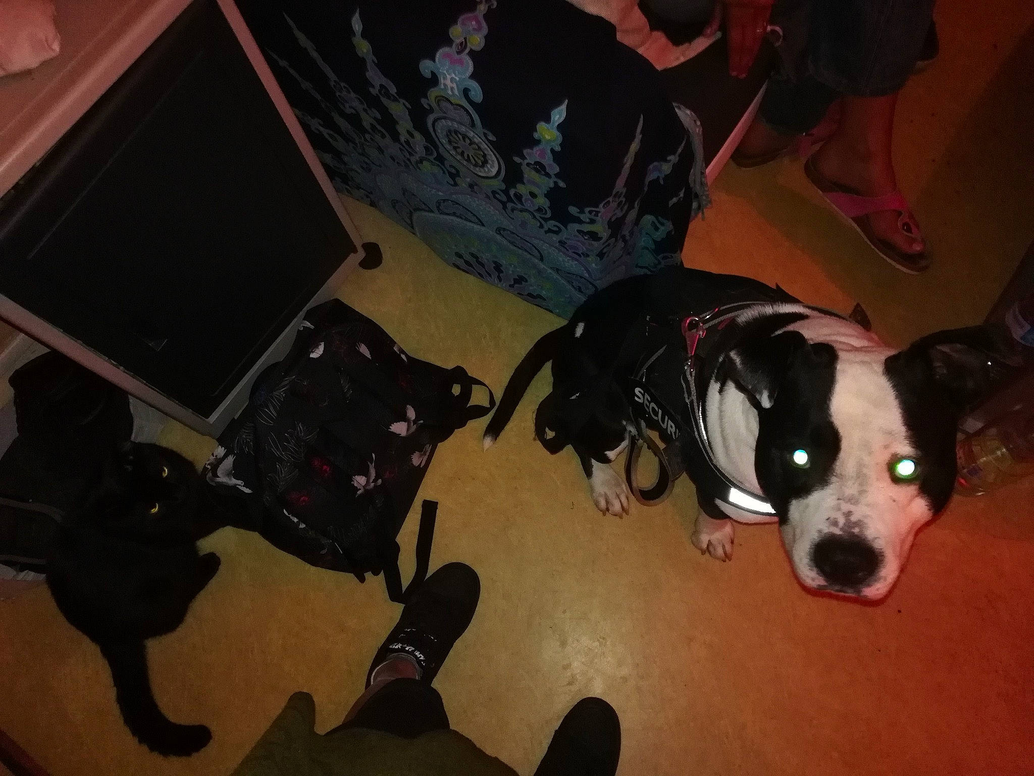 Osiris participe au concours pour gagner de l'argent avec cette photo : canidae, carnivore, dog, dog_breed, mammal, non_sporting_group, snout, sporting_group