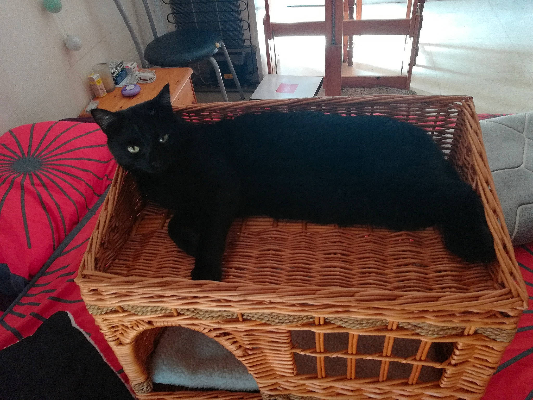 Osiris participe au concours pour gagner de l'argent avec cette photo : black, black_cat, carnivore, cat, felidae, fur, furniture, linens, small_to_medium_sized_cats, whiskers, wicker