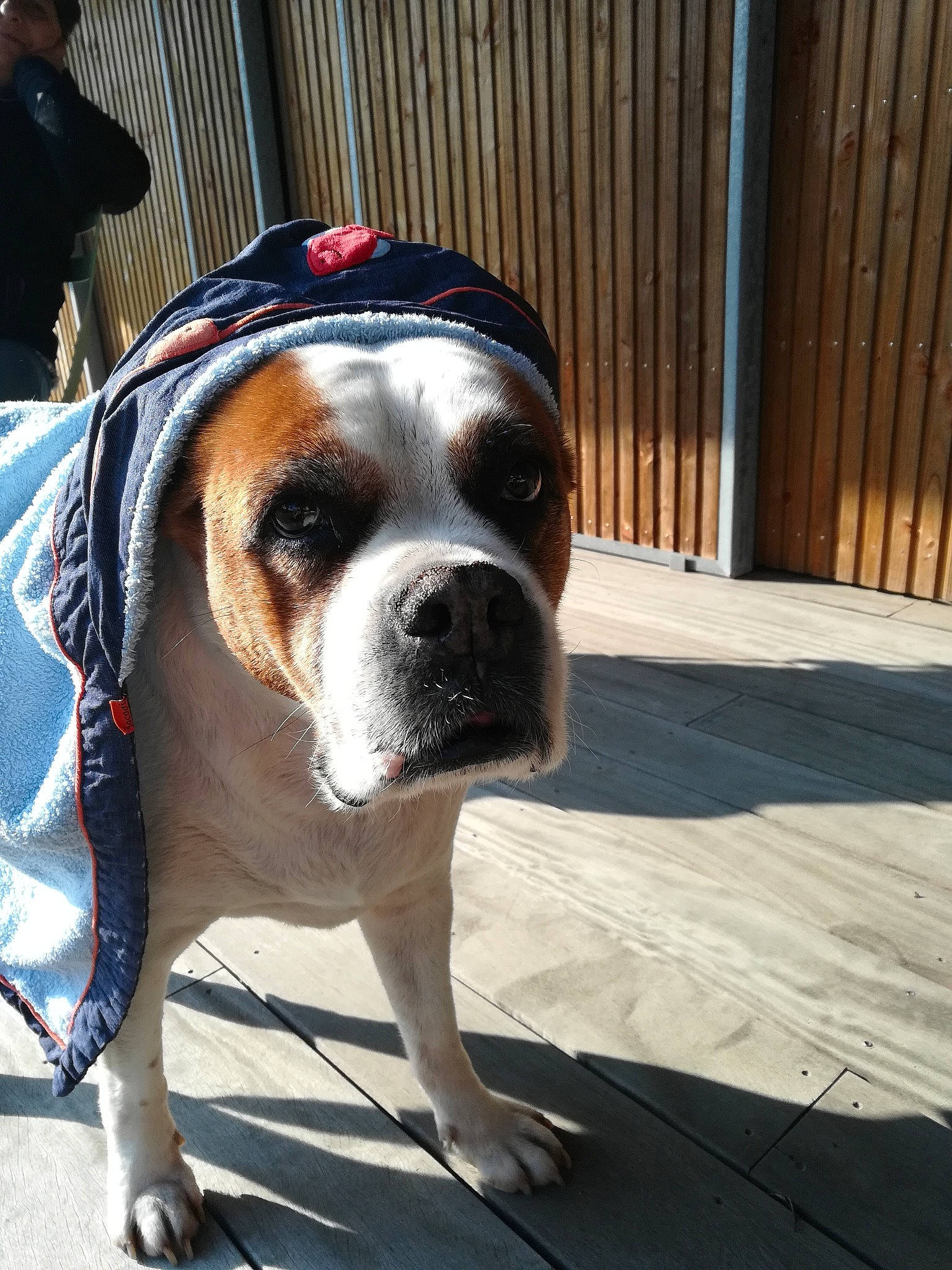Naya participe au concours pour gagner de l'argent avec cette photo : american_bulldog, australian_bulldog, bulldog, canidae, carnivore, companion_dog, dog, dog_breed, fawn, mammal, non_sporting_group, nose, old_english_bulldog, olde_english_bulldogge, rare_breed_dog, renascence_bulldogge, snout, sporting_group, valley_bulldog, vertebrate
