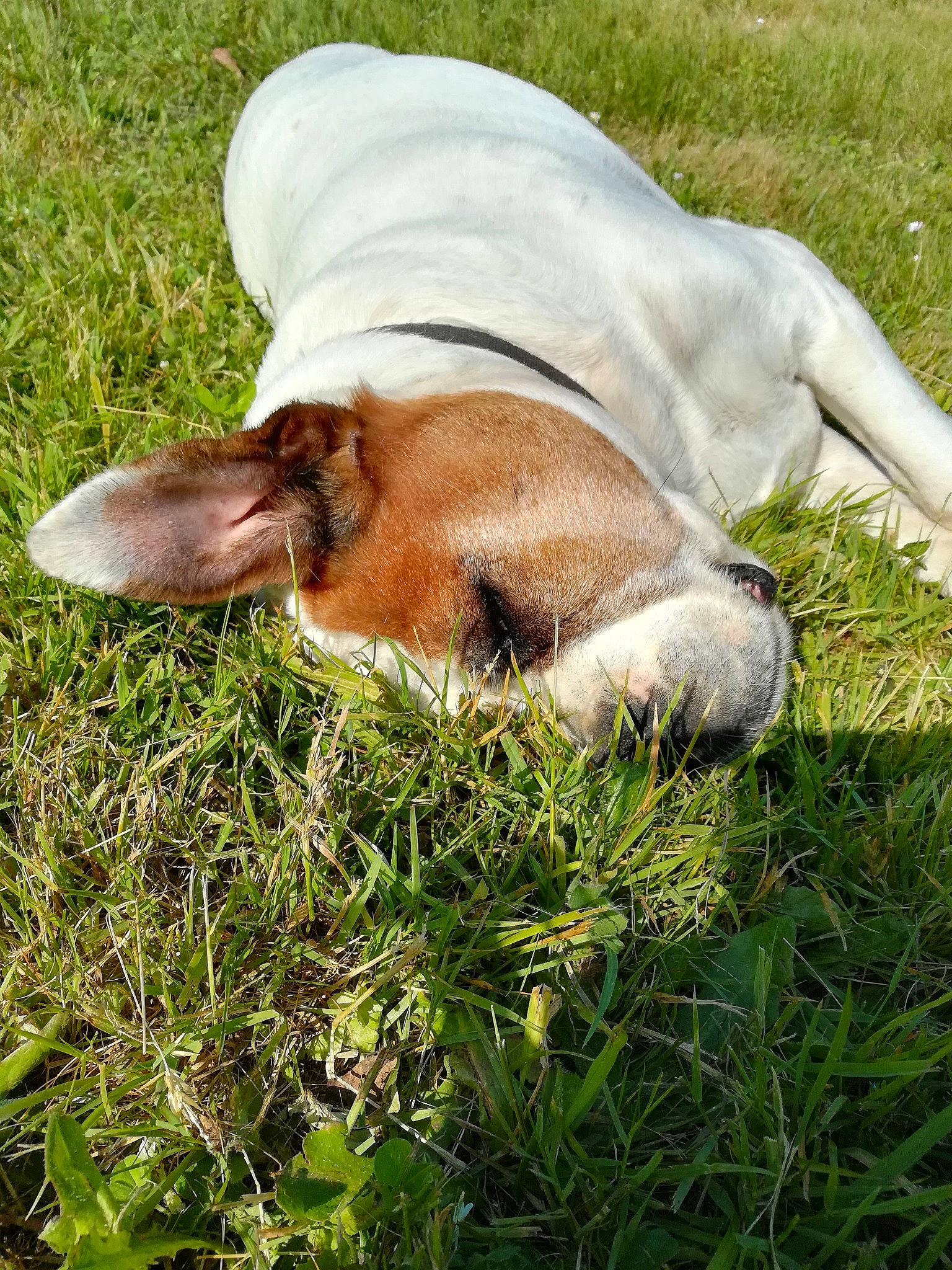 Naya participe au concours pour gagner de l'argent avec cette photo : canidae, colt, companion_dog, dog_breed, ear, fawn, foal, fodder, grass, grazing, horse, ibizan_hound, mammal, mare, meadow, pasture