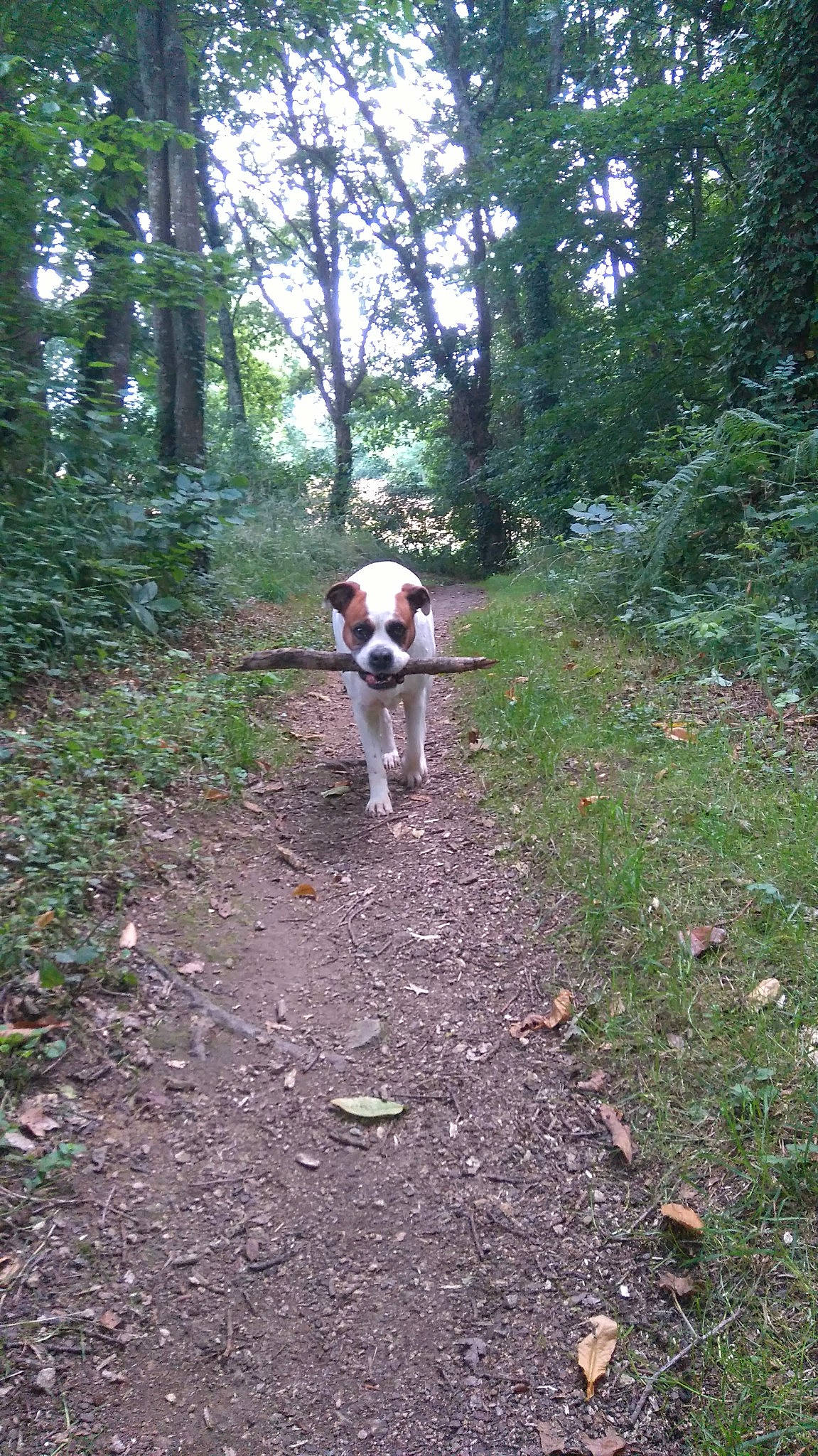 Naya participe au concours pour gagner de l'argent avec cette photo : adventure, canidae, carnivore, coonhound, dog, dog_breed, estonian_hound, harrier, hunting_dog, mammal, pointer, pointing_breed, posavac_hound, serbian_tricolour_hound, sporting_group, tail, trail, treeing_feist, treeing_walker_coonhound