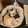 dog, chihuahua, pet, dog_bed, toy, bacon_toy, indoor, floor, wood_floor, scratching_post, cozy, small_dog, tan_dog, cute, curled_up, animal, companion, fur, ears, resting