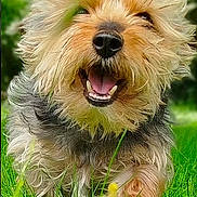 Max a rejoint le concours — aidez-le/la à gagner de superbes lots ! dog, small_dog, yorkshire_terrier, terrier, pet, furry, closeup, grass, outdoors, green_background, smiling, tongue, teeth, nose, paws, walking, happy, portrait, blurred_background, nature