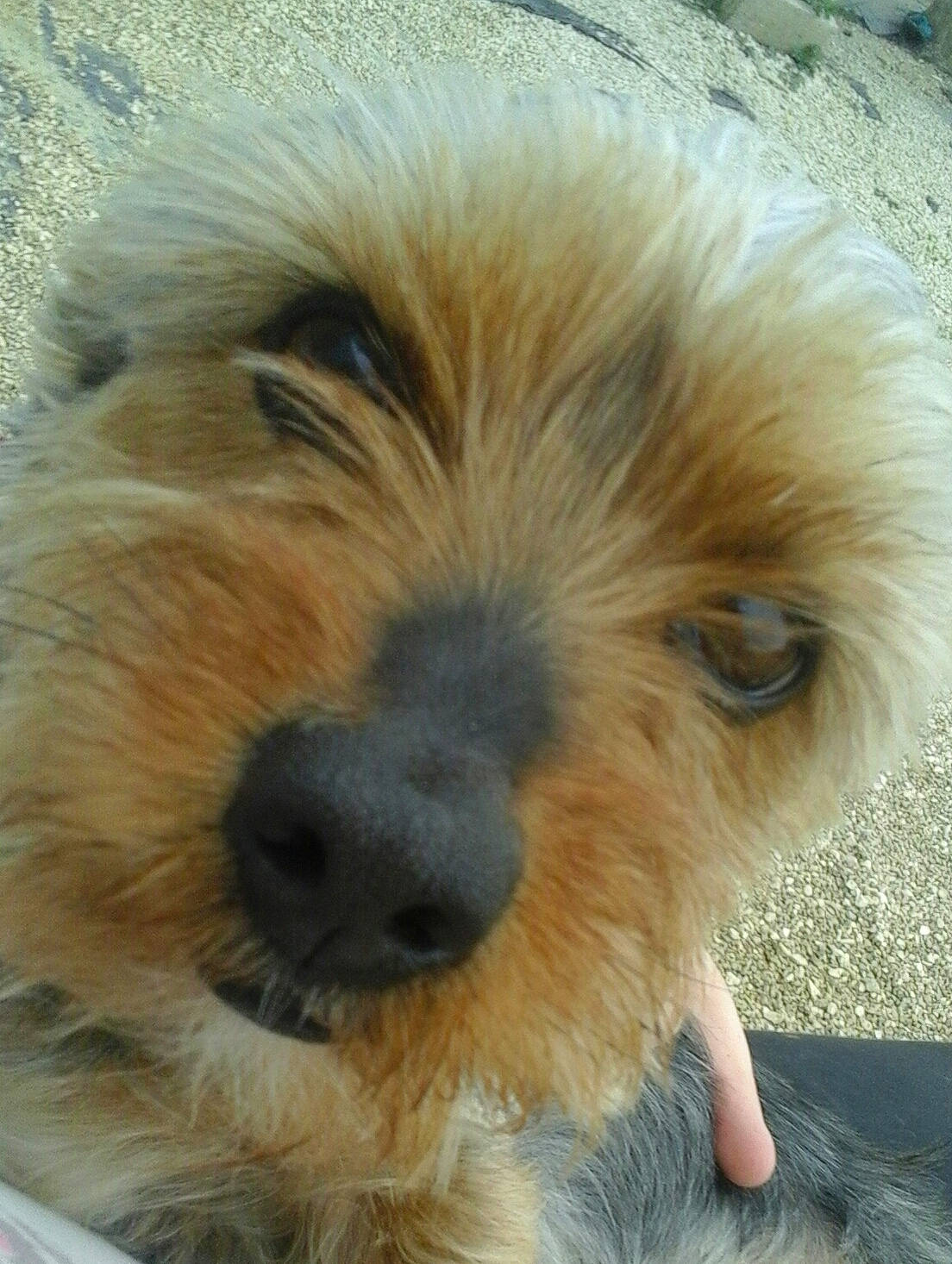 Max a rejoint le concours — aidez-le/la à gagner de superbes lots ! australian_terrier, canidae, carnivore, companion_dog, dog, dog_breed, dutch_smoushond, glen_of_imaal_terrier, mammal, morkie, norfolk_terrier, norwich_terrier, puppy, schnoodle, shih_tzu, small_terrier, snout, sporting_lucas_terrier, terrier, vertebrate