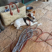 Uma a rejoint le concours — aidez-le/la à gagner de superbes lots ! dog, pet, leash, rope, basket, stone_floor, doorway, outdoor, resting, curious, small_dog, white_dog, brown_ears, harness, collar, texture, shadow, sunlight, floor_tiles, relaxing
