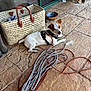 dog, pet, leash, rope, basket, stone_floor, doorway, outdoor, resting, curious, small_dog, white_dog, brown_ears, harness, collar, texture, shadow, sunlight, floor_tiles, relaxing