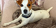 Uma participe au concours pour gagner de l'argent avec cette photo : dog, jack_russell_terrier, pet, animal, indoor, blanket, cushion, cozy, brown_and_white, collar, fur, ears, paw, nose, alert, looking_at_camera, resting, home, cute, portrait