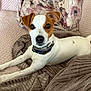dog, jack_russell_terrier, pet, animal, indoor, blanket, cushion, cozy, brown_and_white, collar, fur, ears, paw, nose, alert, looking_at_camera, resting, home, cute, portrait