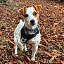 dog, puppy, small_dog, outdoor, autumn, leaves, nature, forest_floor, pet, animal, white_dog, brown_spots, harness, alert, standing, cute, curious, closeup, daylight, ground